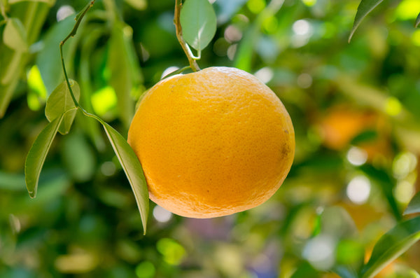 Aceite Esencial Puro de Naranja Dulce