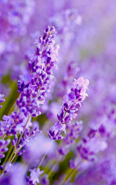 Brisa Relajante de Lavanda