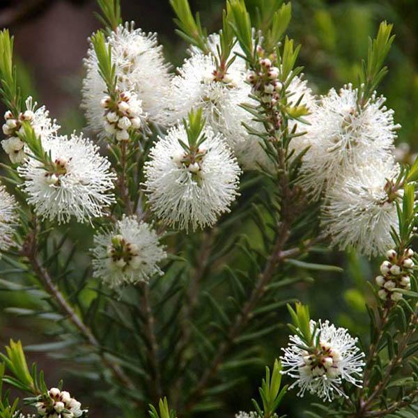 Aceite Esencial Puro de Árbol de Té